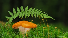 绿色草丛蕨类植物蘑菇图片